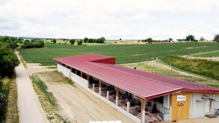Außenklimastall für Schweine © Gottfried Etlinger/LK Niederösterreich Außenklimastall für Schweine © Gottfried Etlinger/LK Niederösterreich