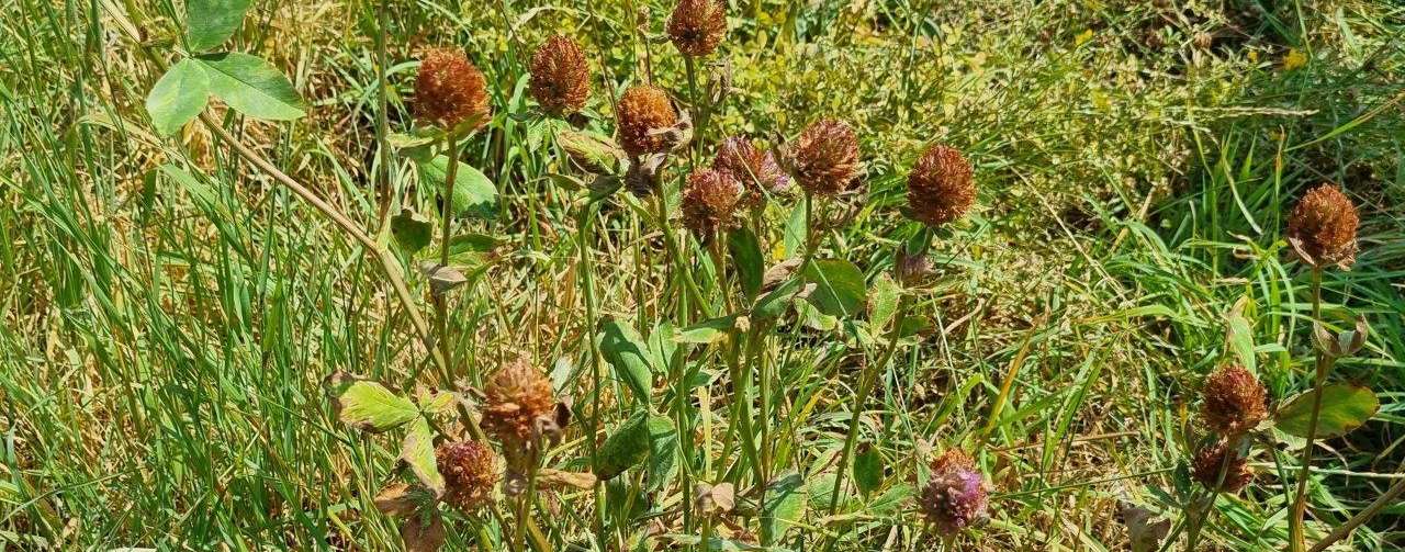 Welche Rolle die Anpassung von Düngung und Schnitthäufigkeit für Ertrag und Regenerationsfähigkeit im Grünland. © HBLFA Raumberg-Gumpenstein Welche Rolle die Anpassung von Düngung und Schnitthäufigkeit für Ertrag und Regenerationsfähigkeit im Grünland. © HBLFA Raumberg-Gumpenstein