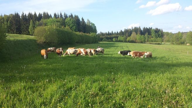 Ein Blick hinter die Kulissen: So bewirtschaftet der Biobetrieb Zeilinger bei Weitra seine Grünlandflächen.