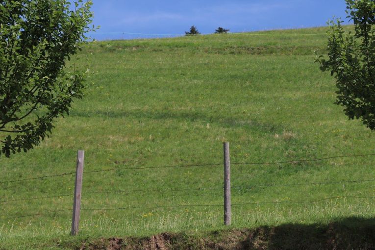 Stefan Sommerauer aus Rabenstein zeigt, wie er trotz Trockenheit zu genug Wiesenfutter kommt. © Paula Pöchlauer-Kozel/LK Niederösterreich