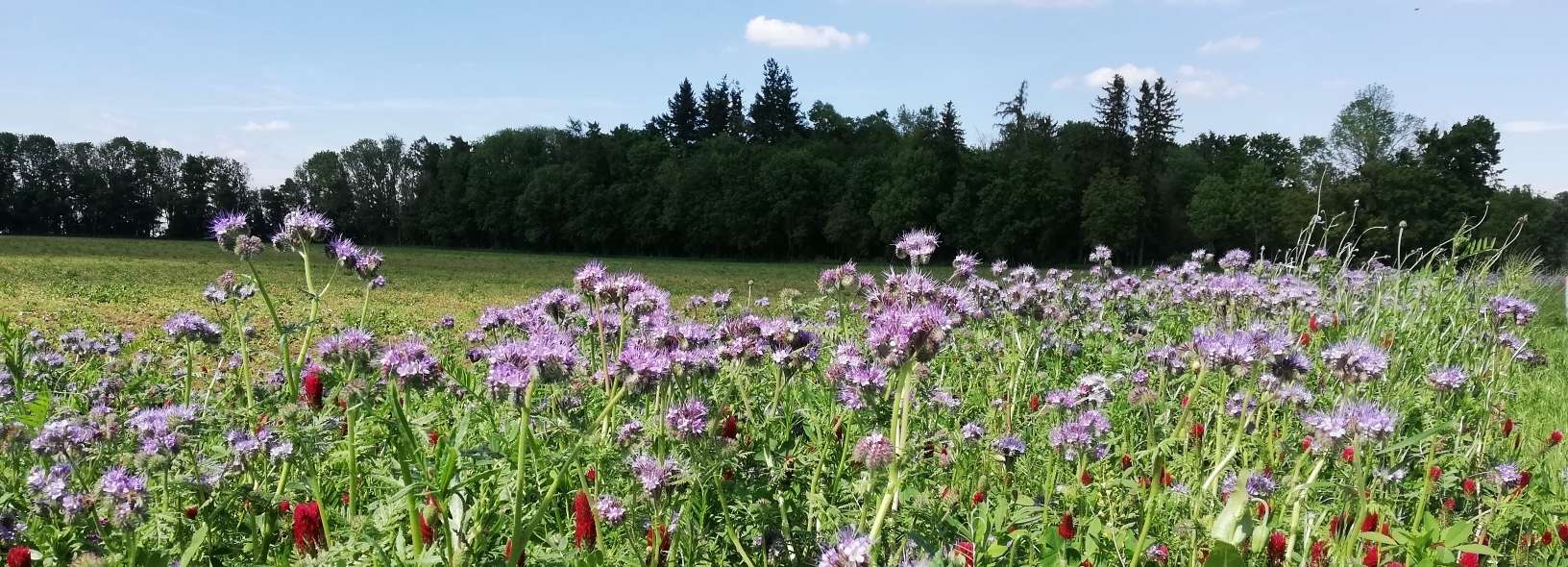 Biodiversität.jpg © Landwirtschaftskammer Oberösterreich/Feitzlmayr