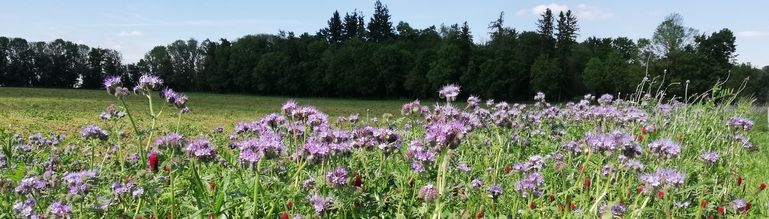 Biodiversität © Landwirtschaftskammer Oberösterreich/Feitzlmayr