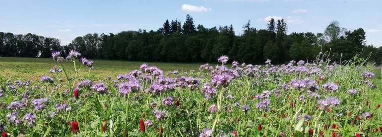 Biodiversität.jpg © Landwirtschaftskammer Oberösterreich/Feitzlmayr