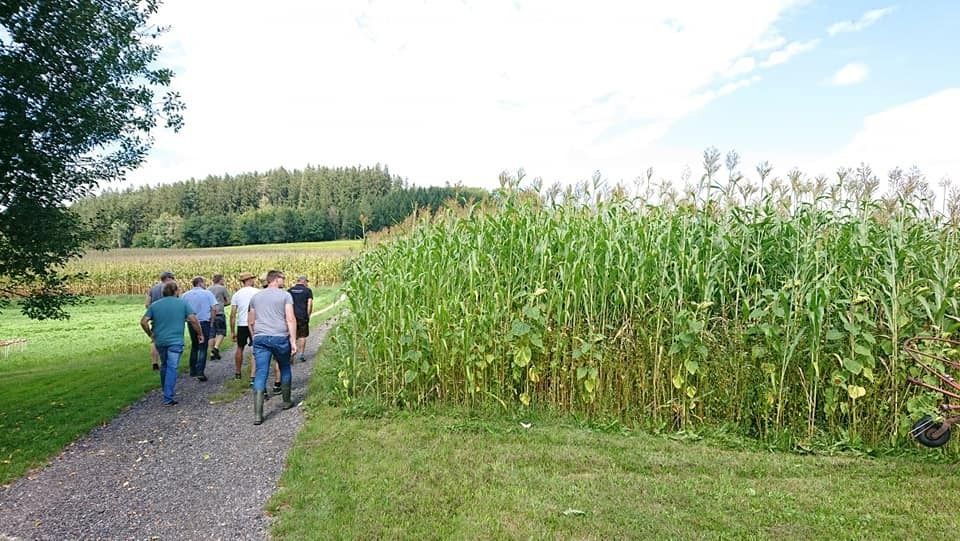 Im Rahmen des Projekts "Erosionsschutz im Biomaisanbau" fand auf den Versuchsstandorten des Biokompetenzzentrum Schlägl ein Feldtag mit etwa 20 Teilnehmern statt. Es wurden drei Varianten besichtigt: Mais in Dammkultur - Mais im Strip Till Verfahren - Mais im Gemenge mit Sonnenblume, Hirse und Buchweizen. Zusätzlich wurde den teilnehmenden Landwirten der Bodenkoffer als Werkzeug zur Bodenansprache vorgestellt. © BWSB