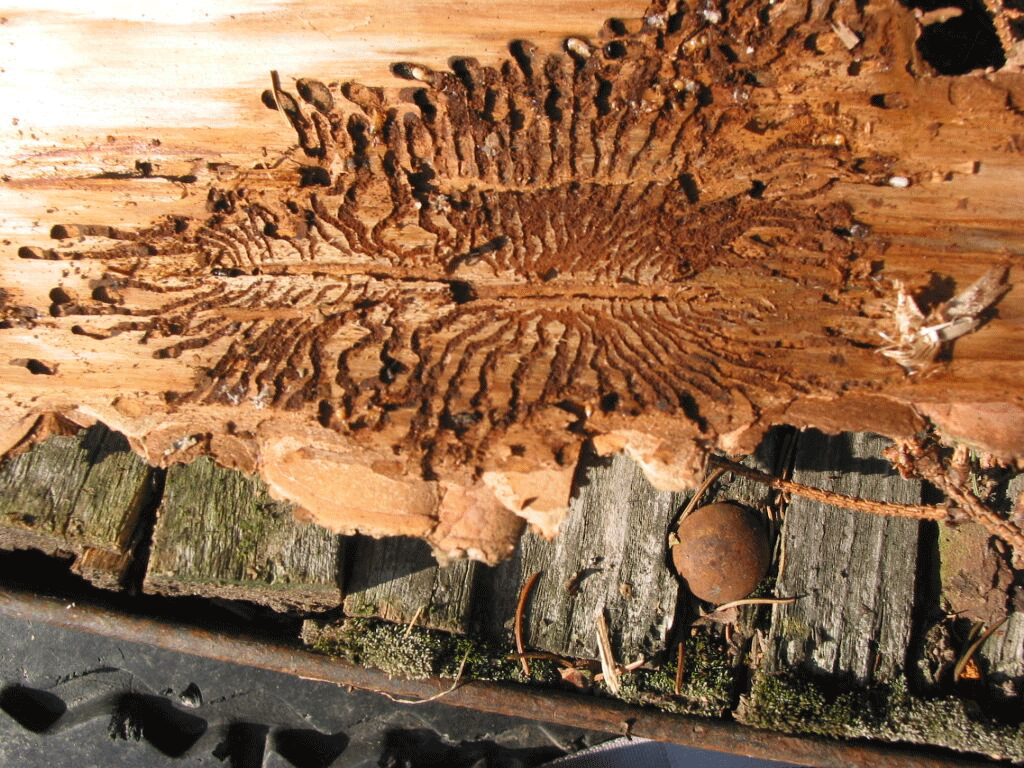 Fraßbild Borkenkäfer © Grill Fraßbild Borkenkäfer © Grill