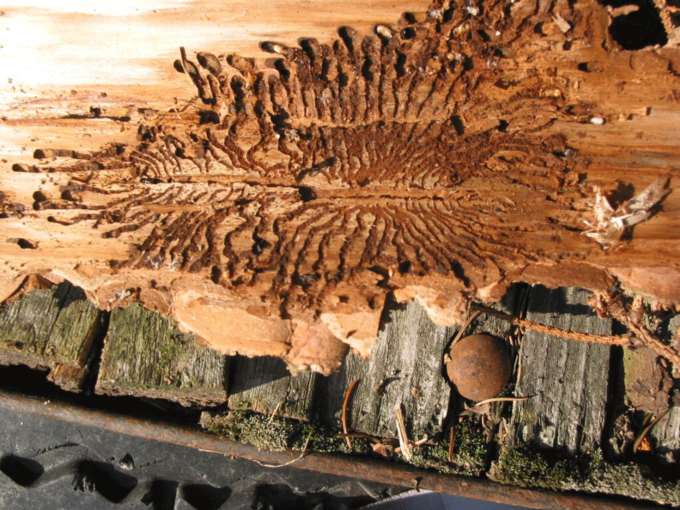 Fraßbild Borkenkäfer © Grill