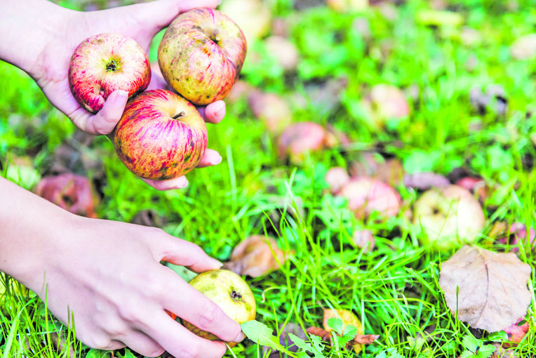 Apfel Boden sammeln c AdobeStock.jpg