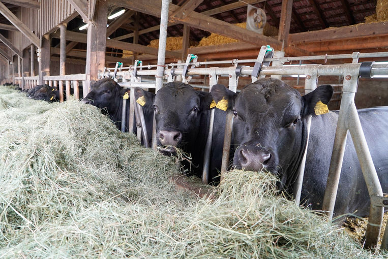 Die Angus haben immer Saison – Seppenbauer in Kirchberg b.M..jpg © Kronreif