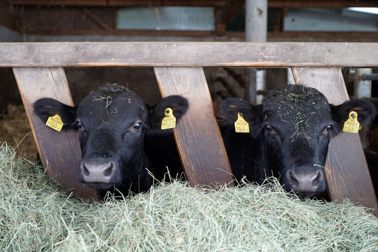 Die Angus haben immer Saison – Seppenbauer in Kirchberg b.M..jpg © Kronreif