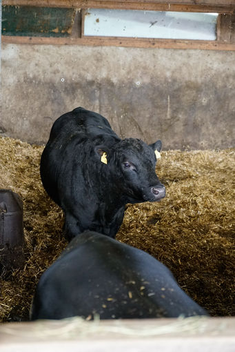 Die Angus haben immer Saison – Seppenbauer in Kirchberg b.M..jpg © Kronreif