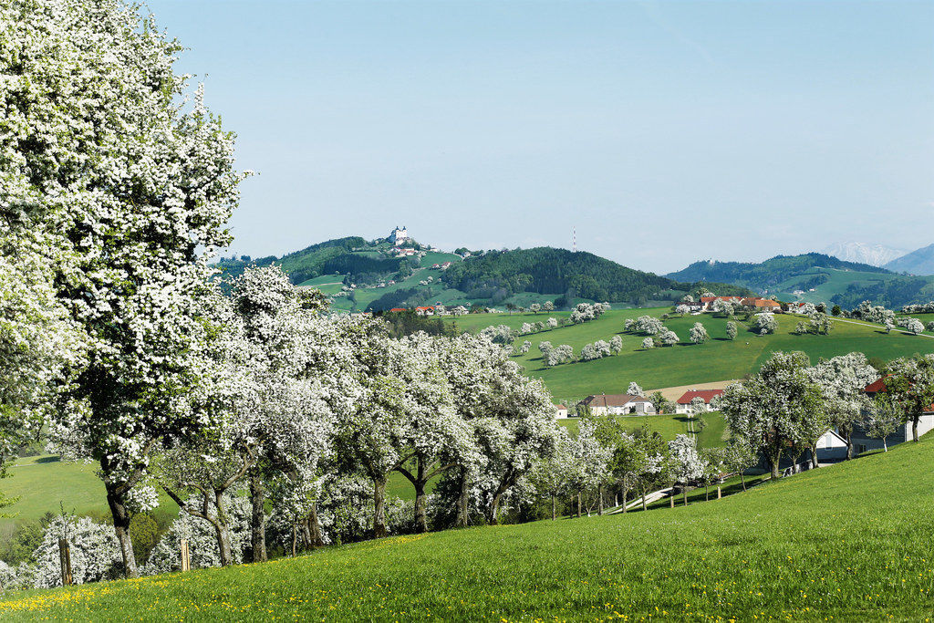 Landschaft blühende Birnbäume Sonntagberg + Ötscher .jpg