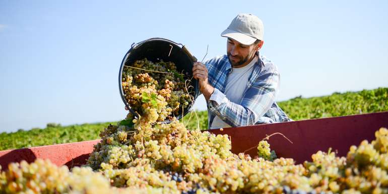 Weinlese.jpg © Für Weinbaubetriebe gelten spezielle Zukaufsgrenzen. Weinlese.jpg © Für Weinbaubetriebe gelten spezielle Zukaufsgrenzen.