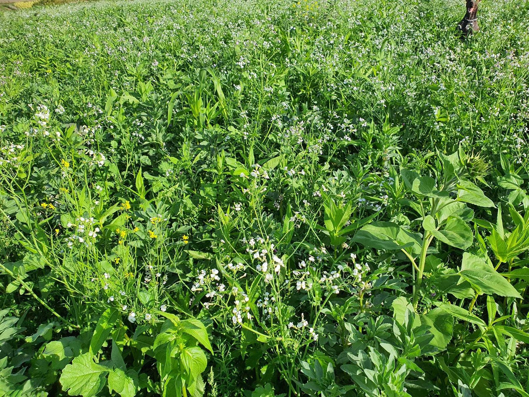 Die SAAT - Humus Pluss (12.9.2022) © BWSB Die SAAT - Humus Pluss (12.9.2022) © BWSB