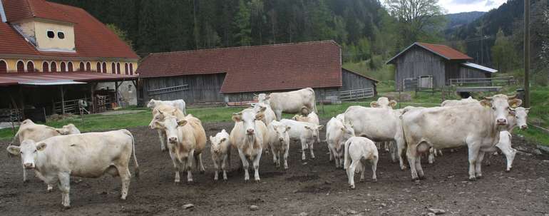 Blondviehherde Schütter.jpg Blondviehherde Schütter.jpg