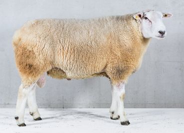 Schaf.jpg © ÖBSZ Schaf.jpg © ÖBSZ