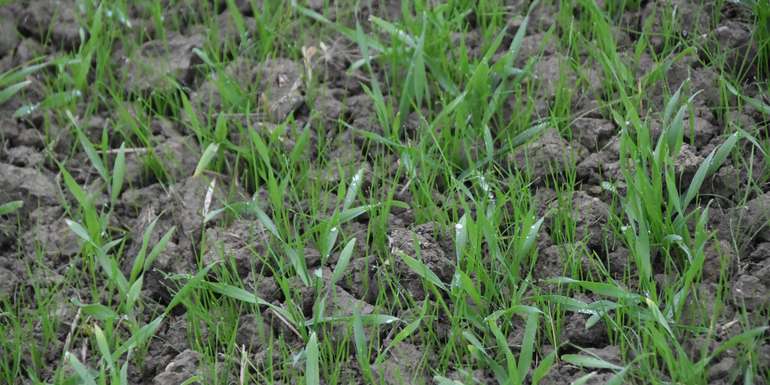 Massives Ackerfuchsschwanzgras auftreten - hier hilft im Herbst nur Axial 50.jpg Massives Ackerfuchsschwanzgras auftreten - hier hilft im Herbst nur Axial 50.jpg