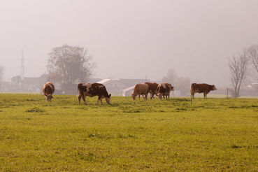 Herbstweide: Die letzte Grünland-Nutzung im Jahr.jpg © Kronreif