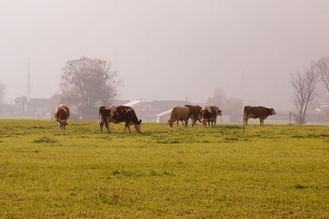 Herbstweide: Die letzte Grünland-Nutzung im Jahr.jpg © Kronreif Herbstweide: Die letzte Grünland-Nutzung im Jahr.jpg © Kronreif