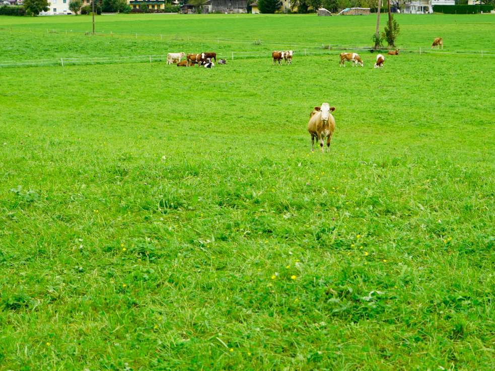 Herbstweide: Die letzte Grünland-Nutzung im Jahr.jpg © Kronreif