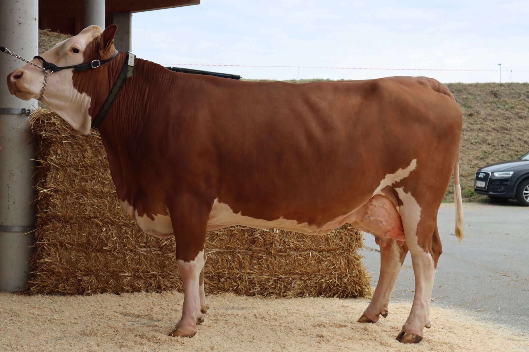 Gruppenreservesieg Kühe mit zwei Abkalbungen (gek.: 16. Jänner 2022–7. Dezember 2021), Flora AT 65 3533 368, Vater: Remmel 2/1 8.213–4,05–3,84–648, GZW 115, Züchter: Johannes Schilcher, Preitenegg © caRINDthia