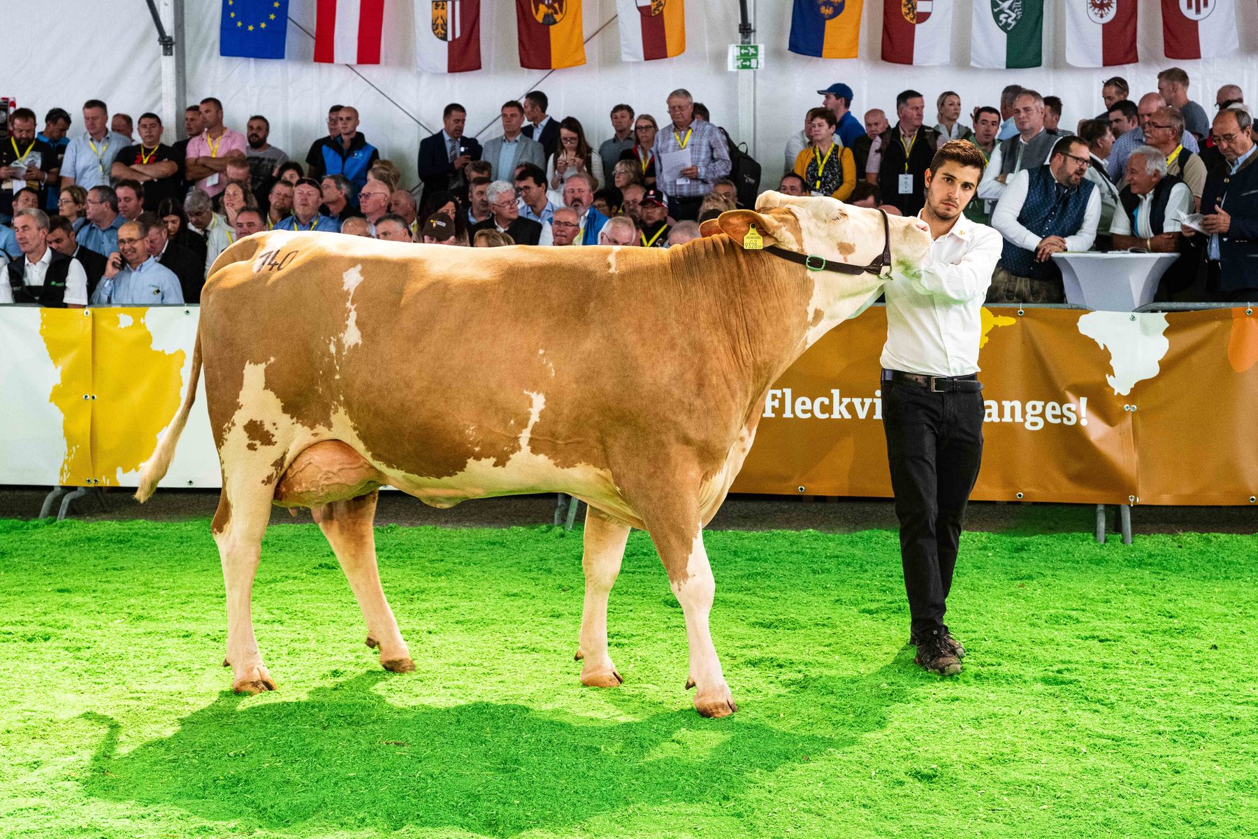 Gruppenreservesieg Jungkühe (gek.: 10. Februar 2022–29. Jänner 2022), Zikade AT 98 9328 869, Vater: GS Woiwode, 100 Tage 3.678–4,13–3,35–275, GZW 127, Züchter: Dipl.-Ing. Martin Stückler, Prebl © caRINDthia