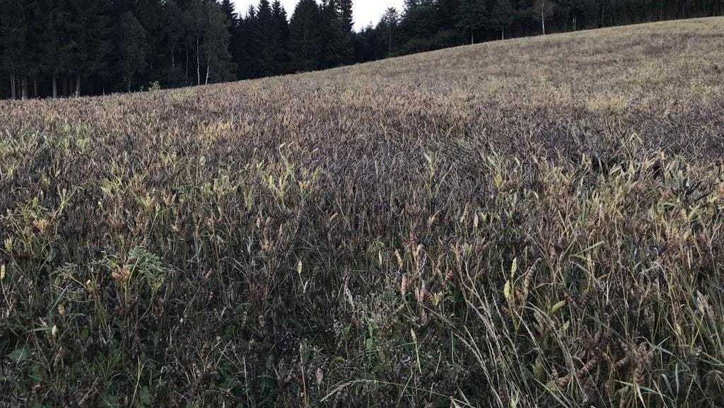 Besichtigung der Weißen Lupine im Mühlviertel, 22. September 2022 Besichtigung der Weißen Lupine im Mühlviertel, 22. September 2022