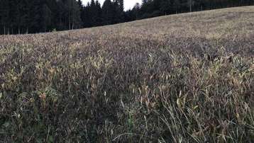 Besichtigung der Weißen Lupine im Mühlviertel, 22. September 2022 Besichtigung der Weißen Lupine im Mühlviertel, 22. September 2022
