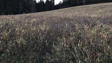 Besichtigung der Weißen Lupine im Mühlviertel, 22. September 2022