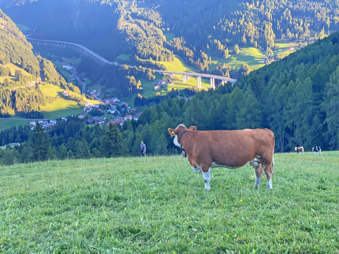 Kuh auf Herbstweide