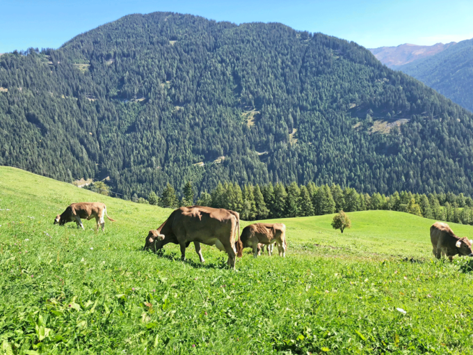 Kuh auf Herbstweide