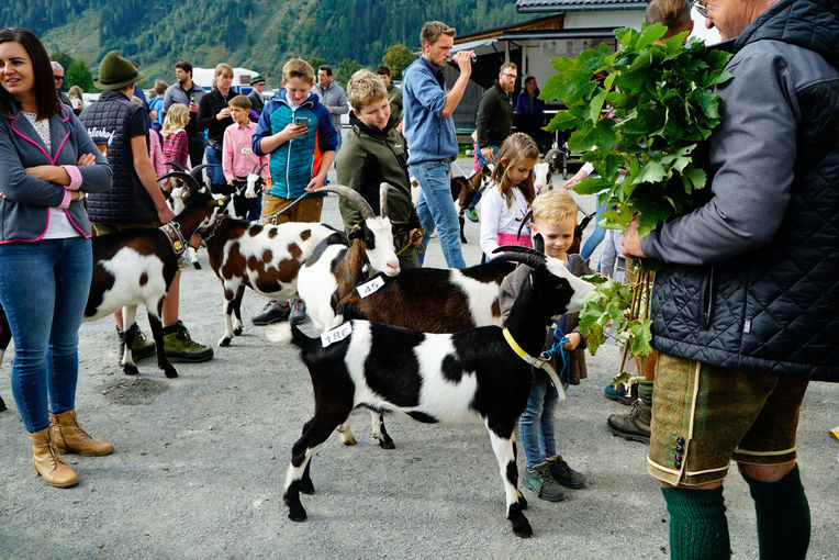 Bundesschau22_Gebirgsziegen_242.jpg © Kronreif