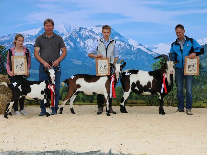 Bundessieger Tauernschecken Ziegen „Jung“ und „Mittel .jpg © Sendlhofer