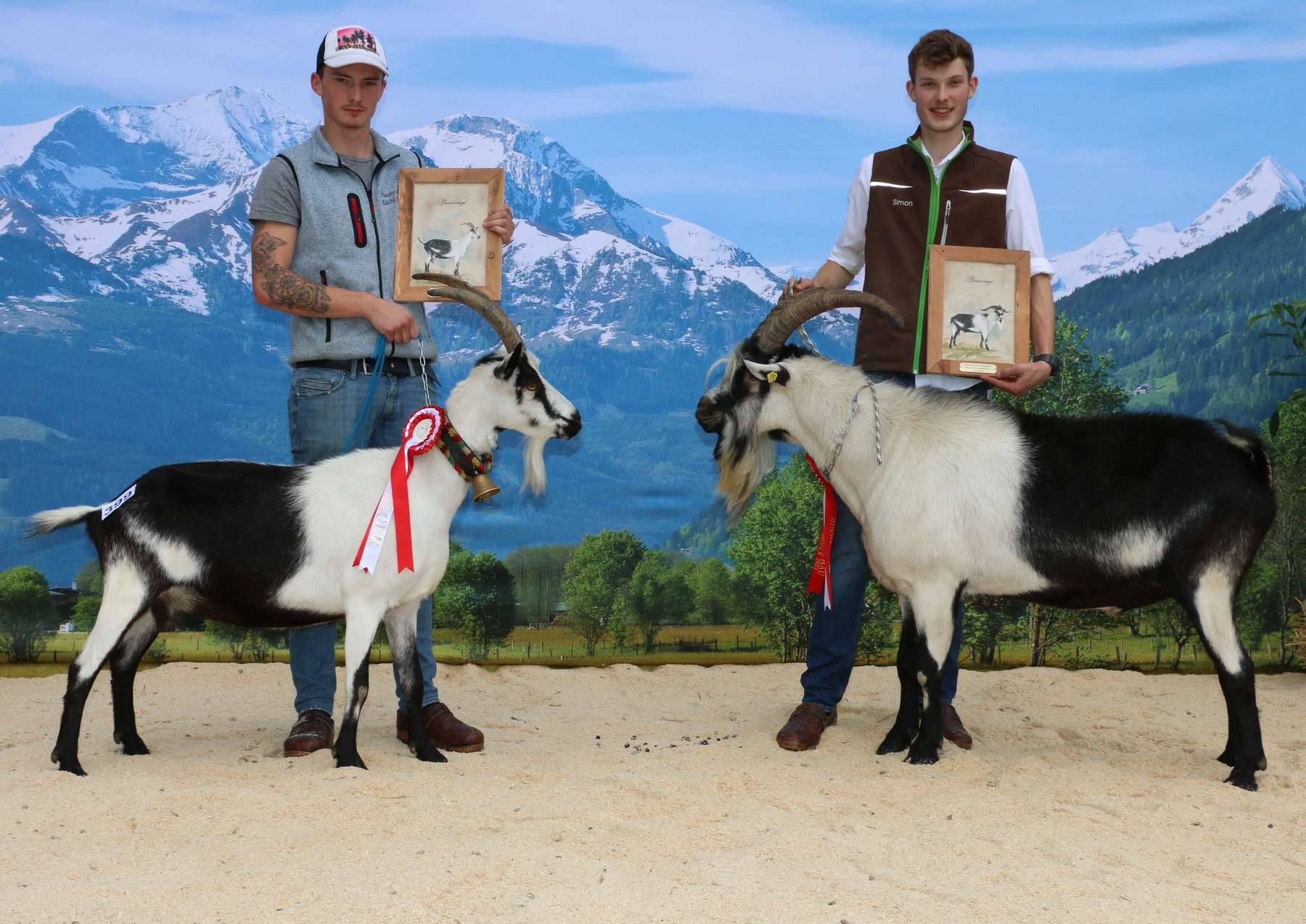 Bundessiegerin Pfauenziegen.jpg © Sendlhofer Bundessiegerin Pfauenziegen.jpg © Sendlhofer