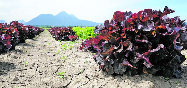Dürre auf Salatfeld Dürre auf Salatfeld