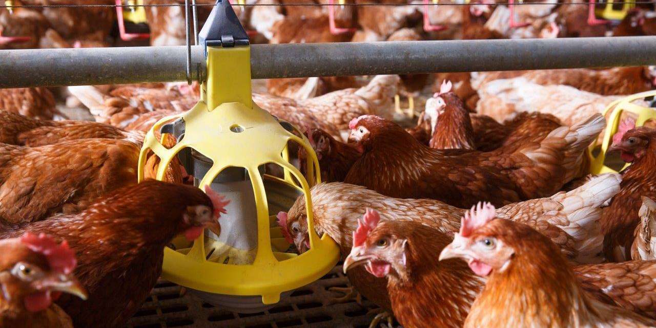 Neuerungen für Hühnerhalter