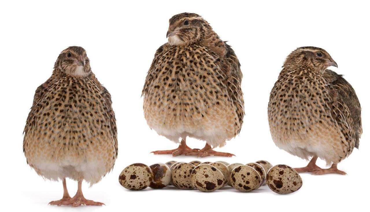 Neue Bestimmungen für die Haltung von Japanwachteln © Sergey Goruppa/Stock.adobe.com Neue Bestimmungen für die Haltung von Japanwachteln © Sergey Goruppa/Stock.adobe.com