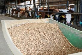 ActiProt bewährt sich seit rund 15 Jahren in der Rinderfütterung. ActiProt bewährt sich seit rund 15 Jahren in der Rinderfütterung.