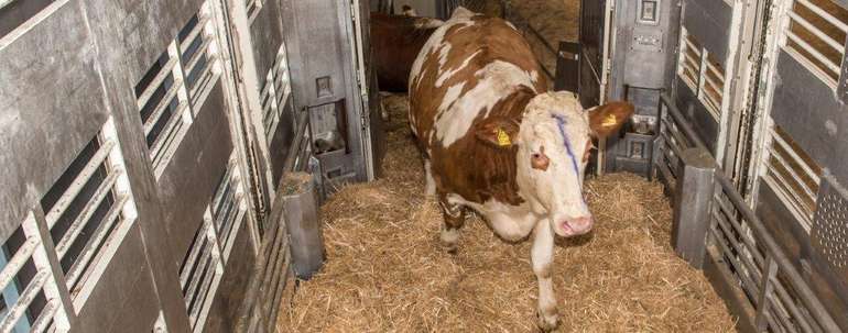 Beim Tiertransport wird gerne auf externe Dienstleister zurückgegriffen. Der Tiertransporter sollte so kurz wie möglich am Betrieb verbleiben und sollte nur Kontakt zu jenen Tieren haben, die verladen werden.