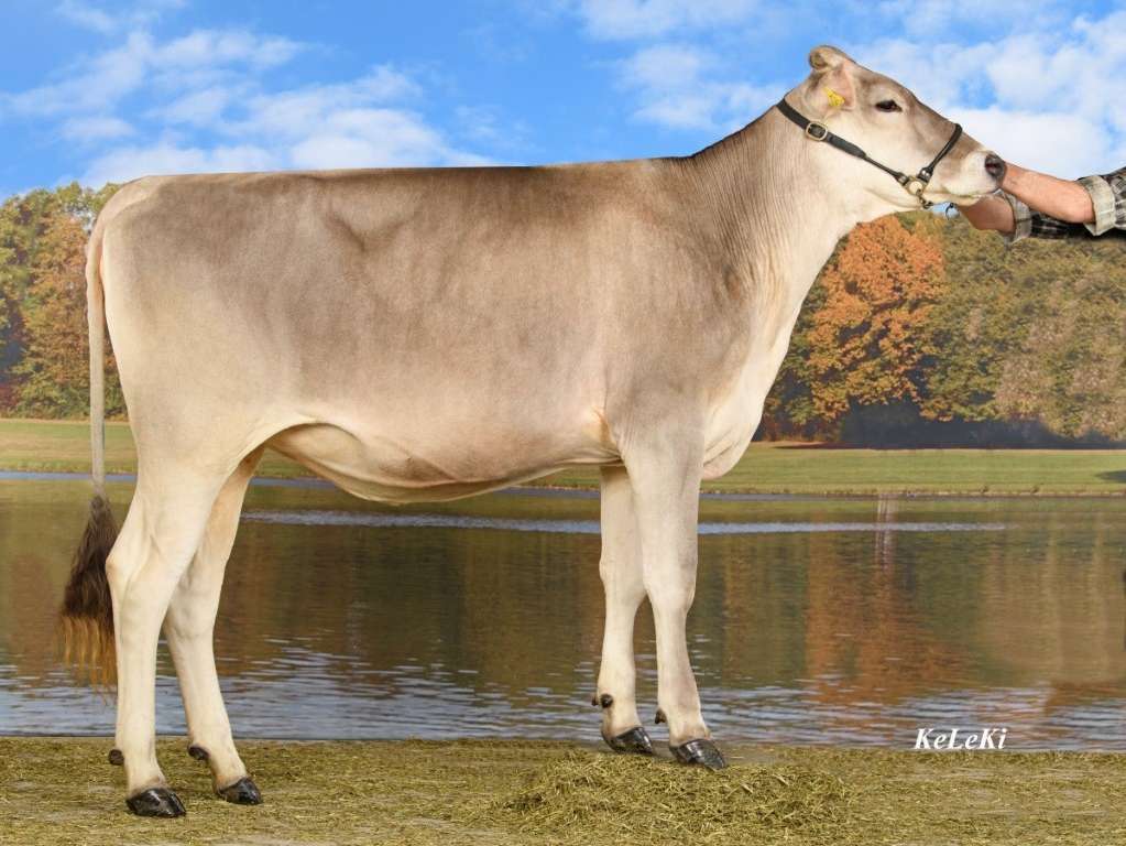 Kat29. Rinderchampion (Mittel).jpg © KeLeKi Kat29. Rinderchampion (Mittel).jpg © KeLeKi