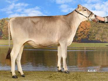 Kat29. Rinderchampion (Mittel).jpg © KeLeKi Kat29. Rinderchampion (Mittel).jpg © KeLeKi