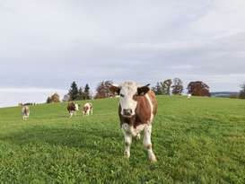 BioBericht © Vögel Fotografie L1140596 (Mittel).jpg