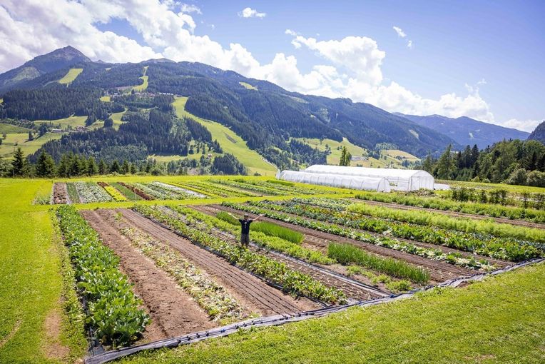 sb41_mt_feld.jpg © Privat sb41_mt_feld.jpg © Privat
