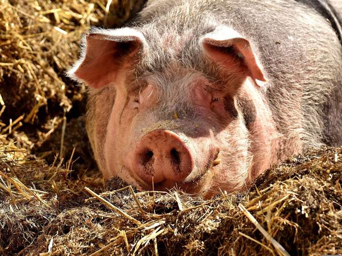 Aufmacher Bio Beratungsblätter Schweinehaltung.jpg