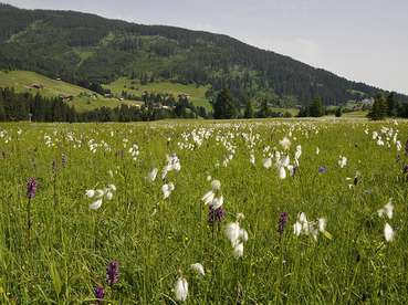Streuwiese_UMG © Land Vorarlberg.jpg © Umweltbüro Grabher