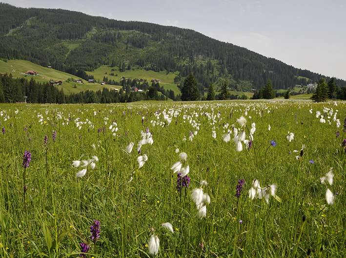 Streuwiese_UMG © Land Vorarlberg.jpg © Umweltbüro Grabher