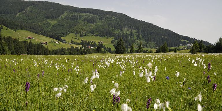 Streuwiese_UMG © Land Vorarlberg © Umweltbüro Grabher