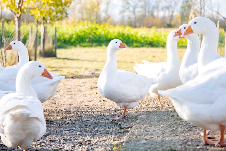 Dem traditionellen Ganslessen zu Martini steht mit Gänsen aus Österreich nichts im Wege. © Eva Lechner/LK Niederösterreich Dem traditionellen Ganslessen zu Martini steht mit Gänsen aus Österreich nichts im Wege. © Eva Lechner/LK Niederösterreich