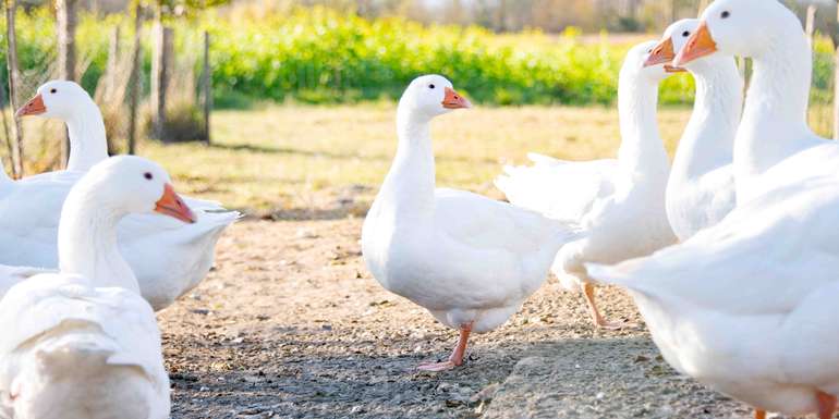 Dem traditionellen Ganslessen zu Martini steht mit Gänsen aus Österreich nichts im Wege. © Eva Lechner/LK Niederösterreich