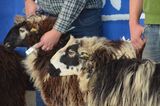© Schaf- und Ziegenzuchtverband Kärnten © Schaf- und Ziegenzuchtverband Kärnten