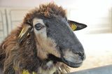 © Schaf- und Ziegenzuchtverband Kärnten © Schaf- und Ziegenzuchtverband Kärnten